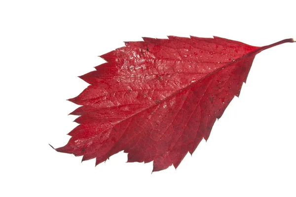 Grape leaf isolated on white background — Stock Photo, Image