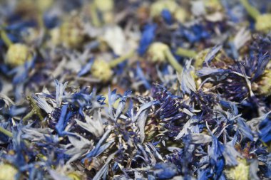 Beyaz arka plan üzerinde izole kır çiçekleri