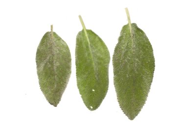 Beyaz Arkaplanda izole edilmiş bitki yaprağı