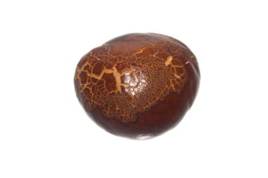 kestane rengi beyaz arkaplanda izole