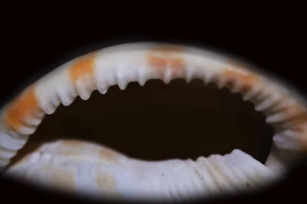 Coquille isolée sur fond blanc — Photo