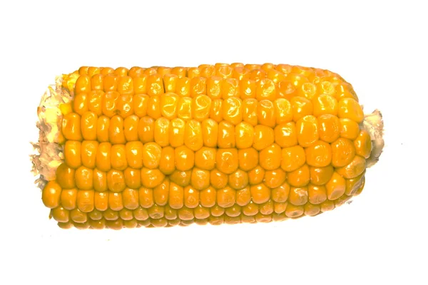 Corn isolated on white background — Stock Photo, Image