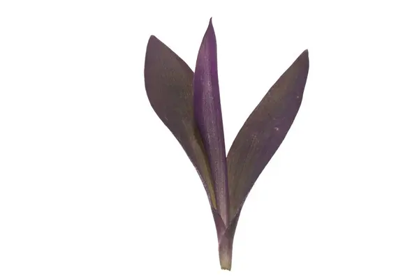 하얀 배경에 고립되어 있는 식물 잎 — 스톡 사진