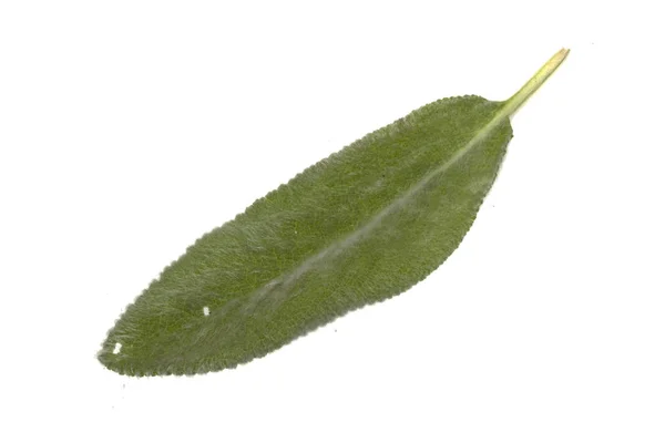 Folha de planta isolada em fundo branco — Fotografia de Stock