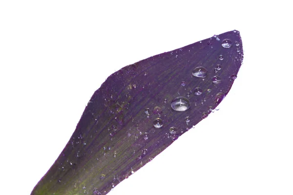 하얀 배경에 고립되어 있는 식물 잎 — 스톡 사진