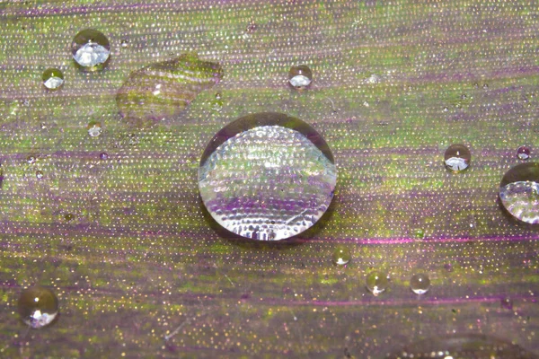 Hoja de planta aislada sobre fondo blanco — Foto de Stock