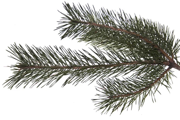 Ramo dell'albero di Natale isolato su sfondo bianco — Foto Stock