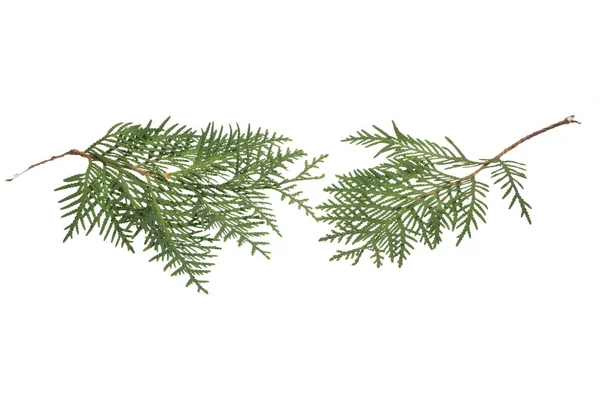 Thuja isoliert auf weißem Hintergrund — Stockfoto