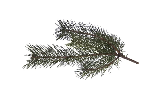 Branch of Christmas tree isolated on white background Stock Photo