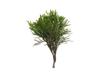 thuya beyaz arka planda izole