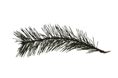 Noel ağacının beyaz arka planda izole edilmiş dalı