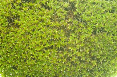 Beyaz arkaplanda yosun izole edildi