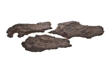 Beyaz arkaplanda ağaç kabuğu izole