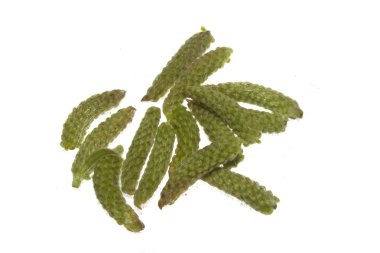 Beyaz arka plan üzerinde izole bitki