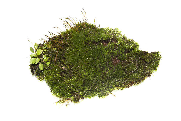 moss isolated on white background