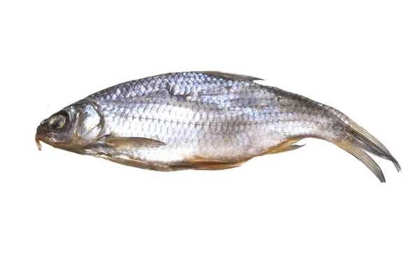 흰 배경에 고립된 물고기 — 스톡 사진