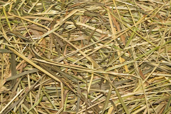 Dry grass isolated on white background — Stock Photo, Image