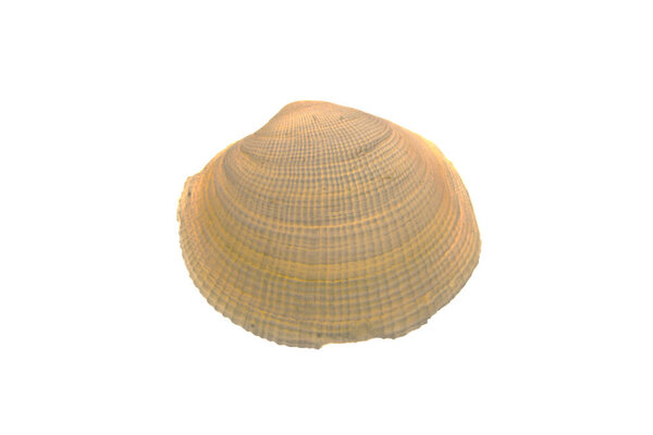 shell isolated on white background