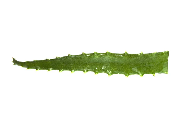 Aloe isolerad på vit bakgrund — Stockfoto