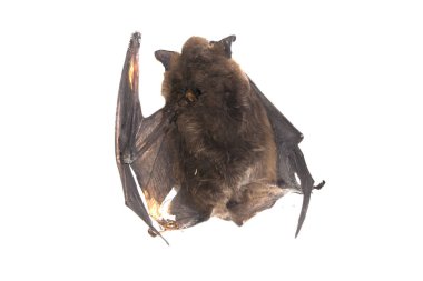 Beyaz arka plan üzerinde izole bat