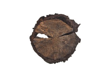 Kabuk beyaz arkaplanda izole edildi