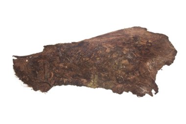 Kabuk beyaz arkaplanda izole edildi