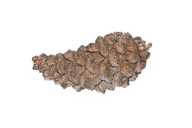 Beyaz arkaplanda koni izole edildi