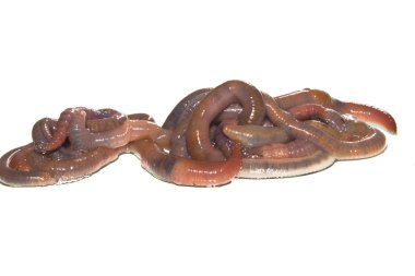 Beyaz arkaplanda izole edilmiş solucan