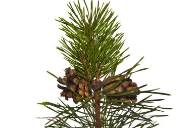 Beyaz arkaplanda koni izole edildi