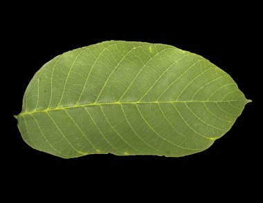 siyah arka plan üzerine izole yaprak