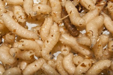 Beyaz arkaplanda izole edilmiş solucan