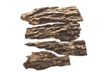 Beyaz arkaplanda ağaç kabuğu izole