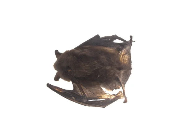 Murciélago aislado sobre fondo blanco — Foto de Stock