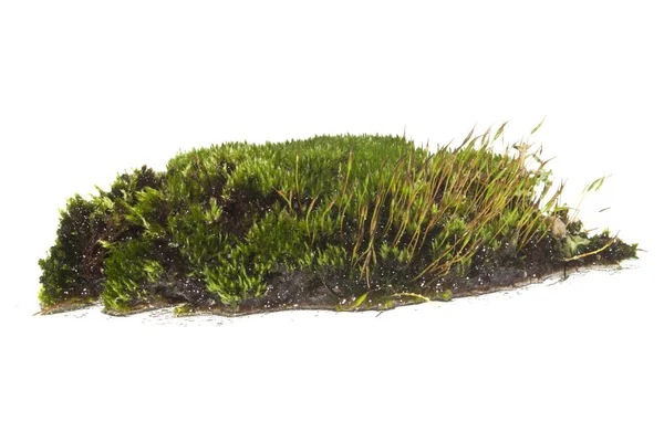 Beyaz arka plan üzerinde izole bitki