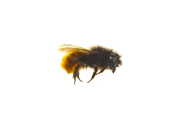 Abeille isolée sur fond blanc — Photo