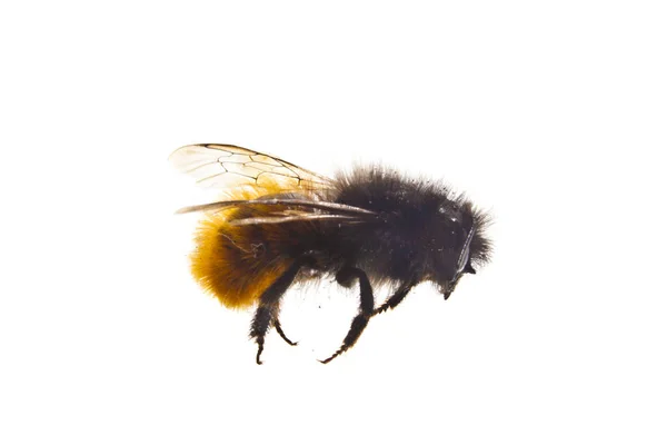 Méhek izolált fehér háttér — Stock Fotó