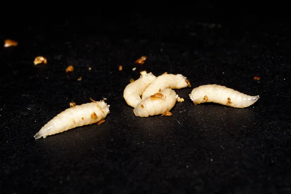 solucan siyah arkaplanda izole edildi