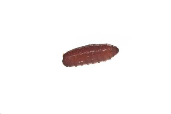 Worm isolated on white background — Stock Photo, Image