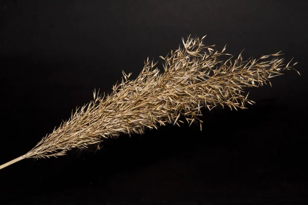 sazlık siyah arkaplanda izole edildi