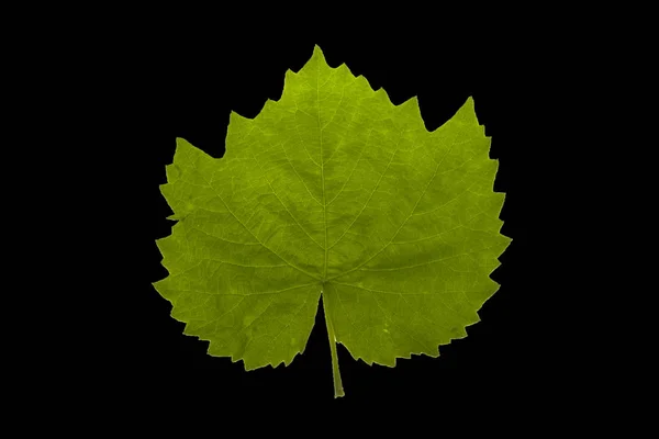 Leaf isolerad på svart bakgrund — Stockfoto