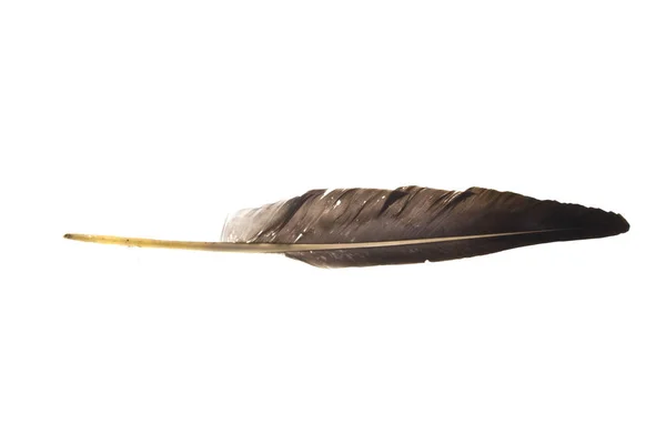 Pluma de ganso aislada sobre fondo blanco — Foto de Stock