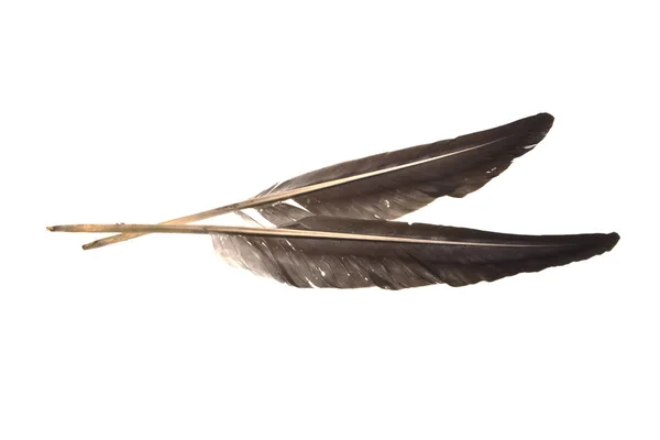 Piuma d'oca isolata su sfondo bianco — Foto Stock