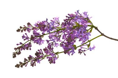 Beyaz arkaplanda yalıtılmış leylak