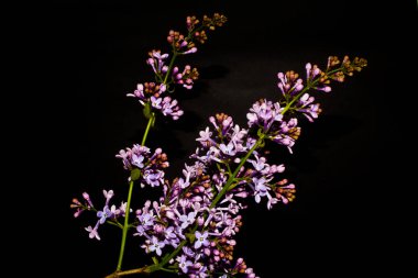 Siyah bir arka plan üzerinde izole leylak