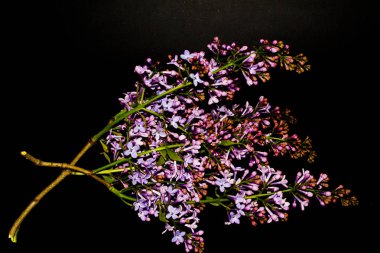 Siyah bir arka plan üzerinde izole leylak