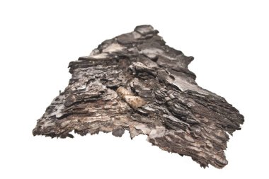 Beyaz arkaplanda ağaç kabuğu izole