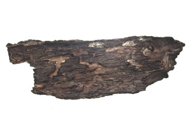 Beyaz arkaplanda ağaç kabuğu izole