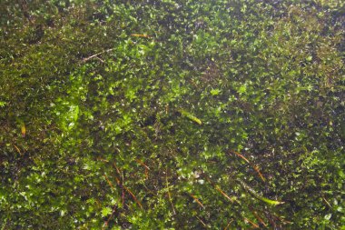 Beyaz arkaplanda yosun izole edildi