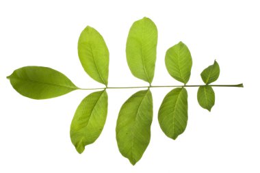 Ağaç yaprakları beyaz arkaplanda izole