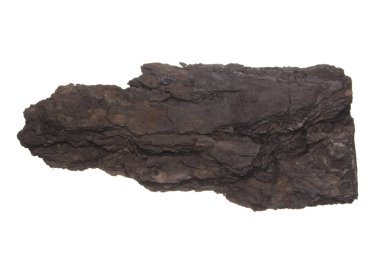 Beyaz arkaplanda ağaç kabuğu izole